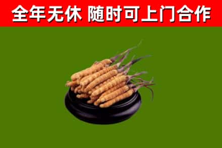宜兴市回收冬虫夏草